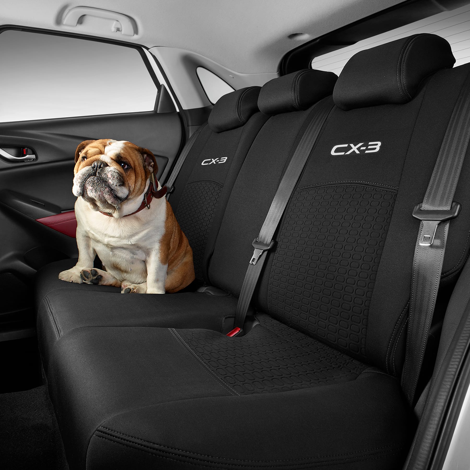 mazda cx 3 dog guard