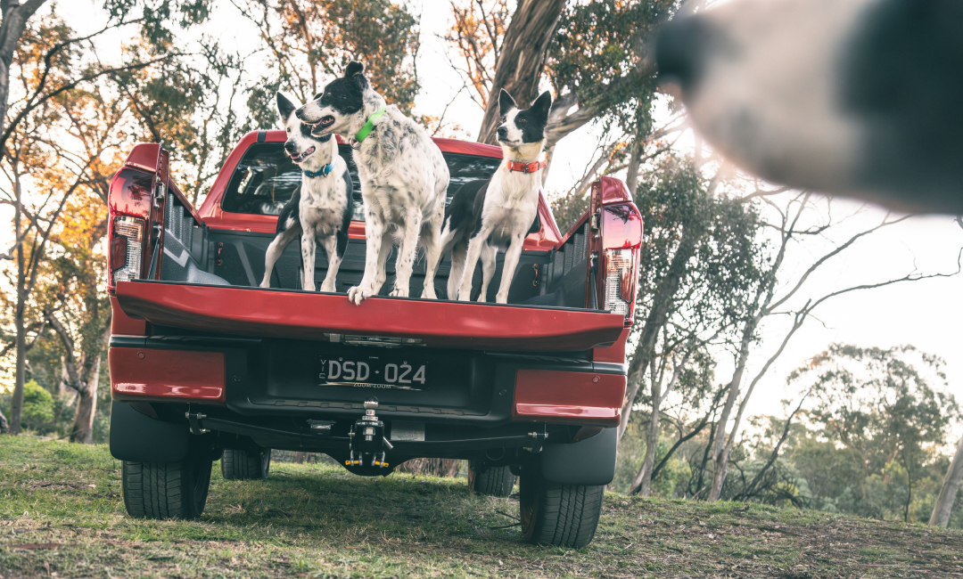 Working sheepdogs standing in the open tray of a red Mazda BT‑50 at Australian sheepdog trials, highlighting the rural utility and lifestyle associated with the event.