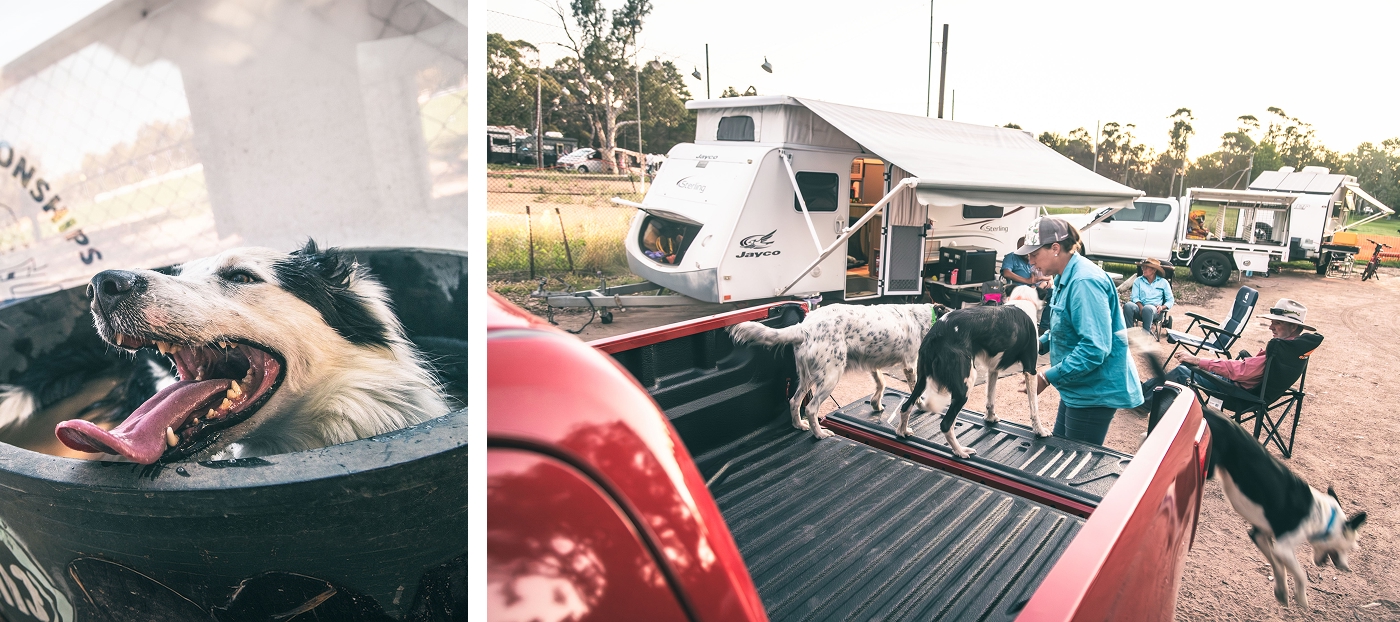 Working sheepdogs resting and jumping from the tray of a Mazda BT‑50 at Australian sheepdog trials, with caravans and campsites in a rural setting.