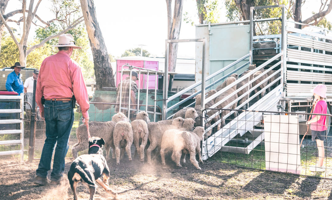 Working sheepdog guiding sheep up a loading ramp during Australian sheepdog trials, with handlers and livestock yards in a rural bush setting.