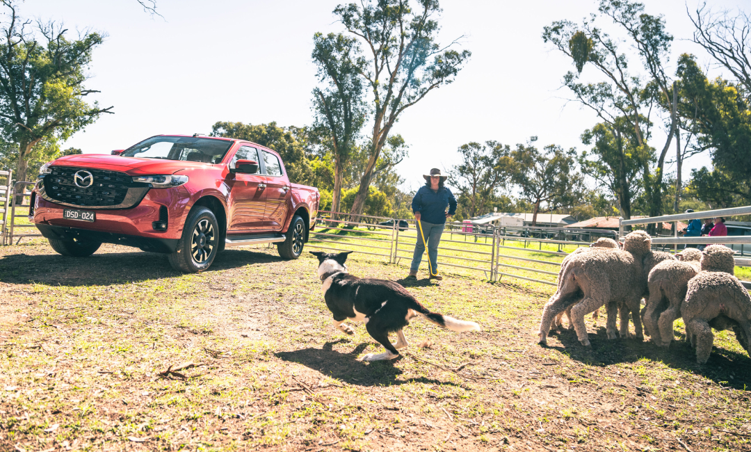Mazda BT‑50 parked beside a sheepdog trial run as a working dog moves sheep in a rural Australian paddock, highlighting country life and utility.