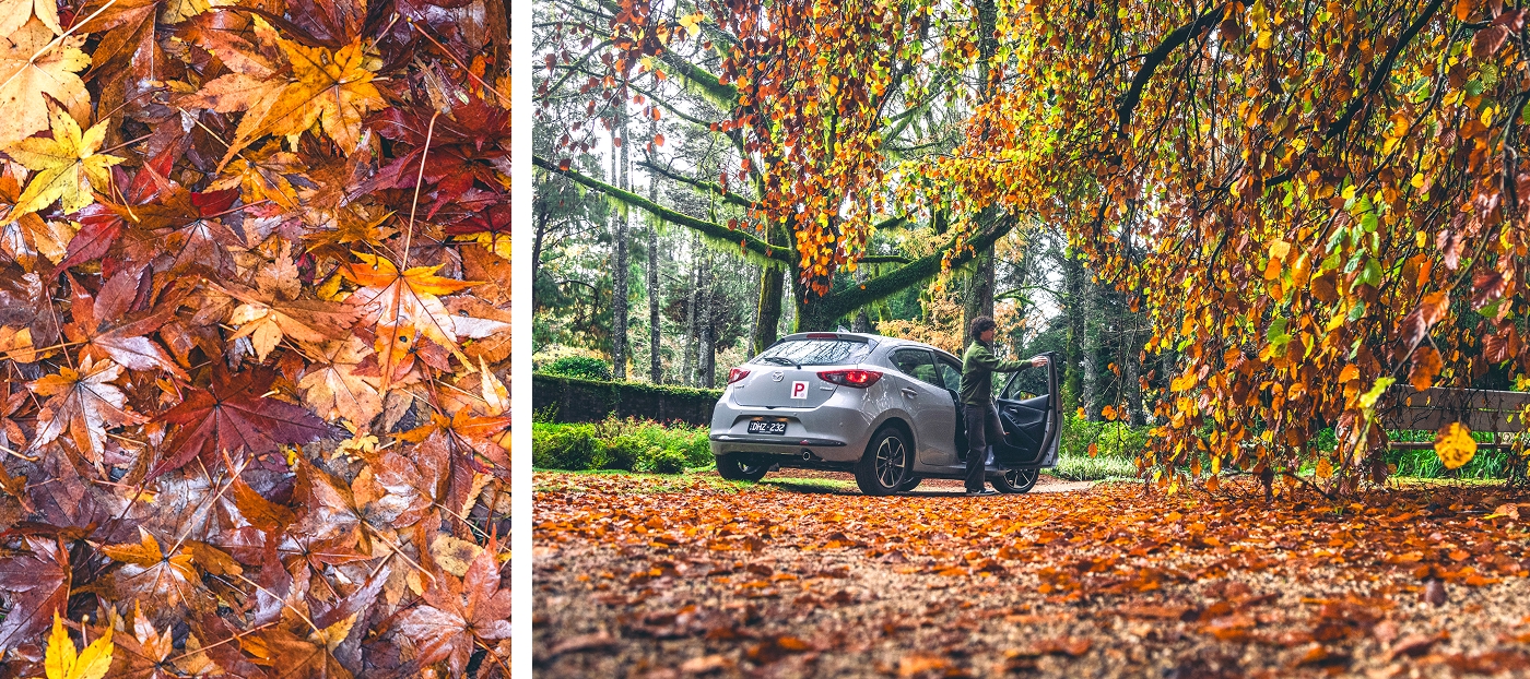 Mazda2 Autumn Mosaic 1400x622 (05).jpg