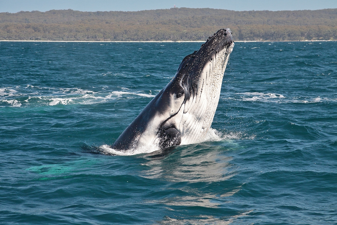 Humpback whale in Jervis Bay NSW. Photo Chris Senior