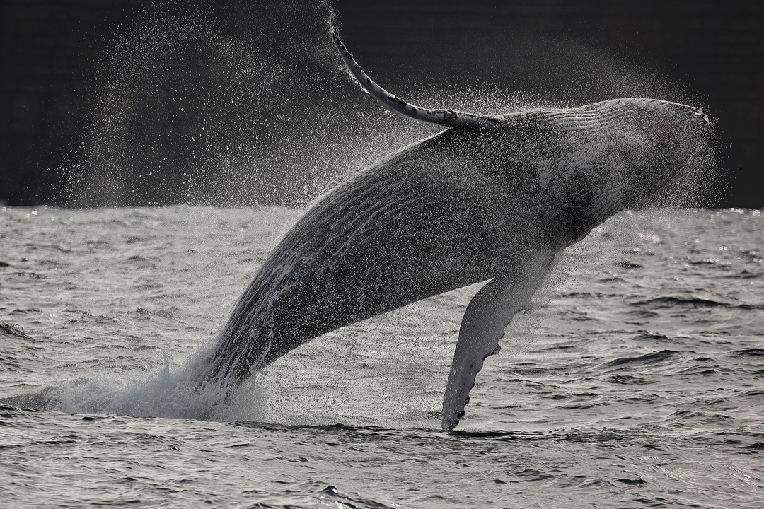 Humpback whale breaching off the NSW South Coast. Photo Chris Senior