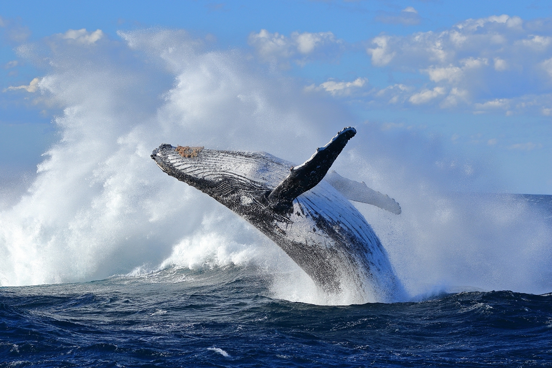 Humpback whale breaching off Jervis Bay NSW. Photo Chris Senior