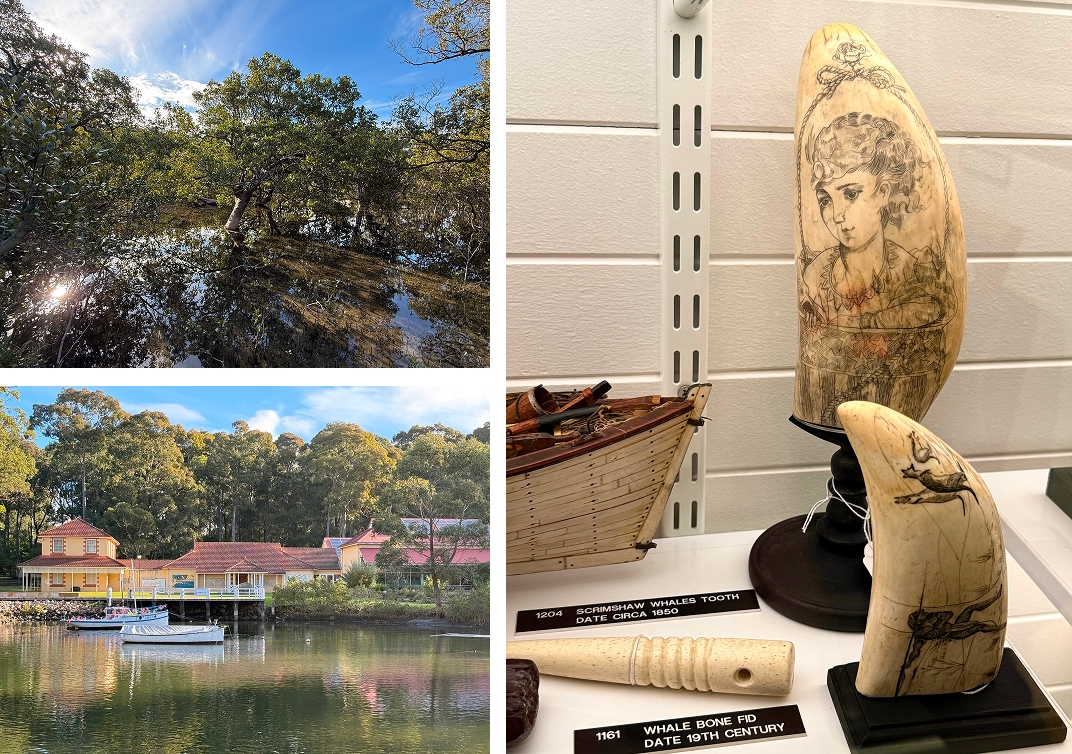 Huskisson Mangrove Boardwalk, Jervis Bay Museum and Gallery with whale tooth scrimshaw in the Science and the Sea Gallery, NSW