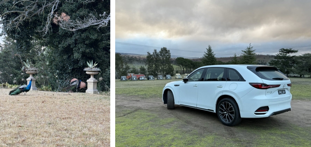At Abercrombie House. In the line-up of vintage vehicles, the cars are A125 Austin Sheerlines