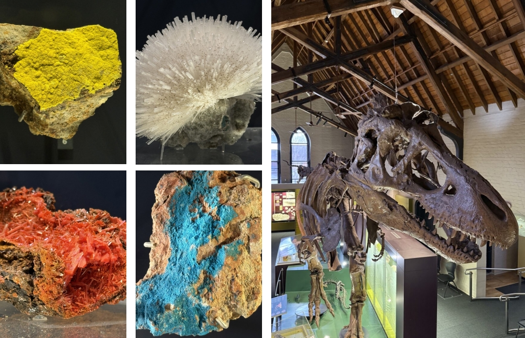 At the Australian Fossil & Mineral Museum, Museums Bathurst. Top left: Vanuralite (a uranium mineral) from Franceville, Gabon. Middle top: Scolecite from Pandula Hill Quarry, Nasik. Bottom left: Crocoite from Dundas, TAS. Middle bottom: Lavendulan, Anorak Region, Iran. Right: fossil gallery with Tryannosaurus rex skeleton