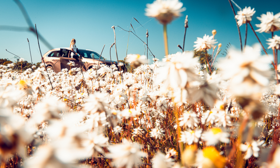 Mazda CX-80 in Melting Copper parked in a vast field of blooming white wildflowers under a clear blue sky during a Western Australia wildflower road trip.