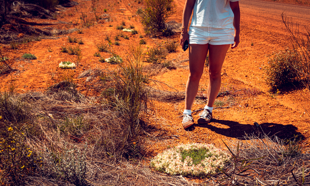 Close-up of a person standing on a red dirt track in Western Australia during a Mazda CX-80 Melting Copper wildflower road trip, observing native wildflowers growing along the rugged outback terrain.