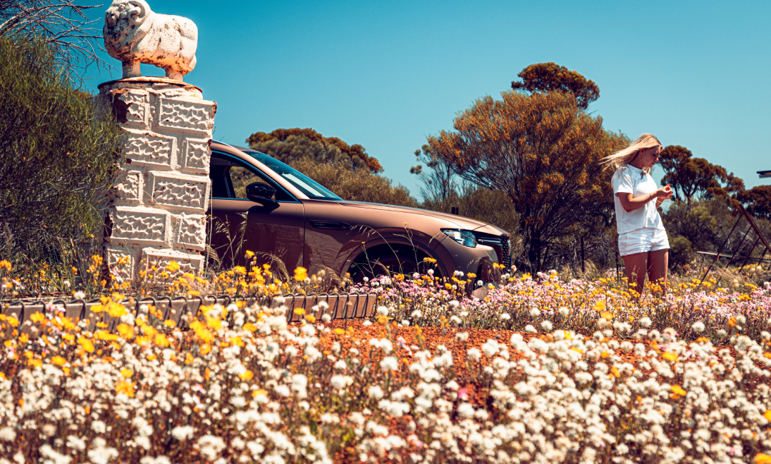 Mazda CX-80 in Melting Copper parked among vibrant wildflowers in Western Australia, near a stone pillar with a sheep sculpture, during a scenic wildflower road trip under clear blue skies.